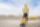 Wacker Neuson BPS2050Bw